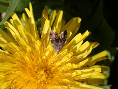 Anthophila fabriciana
