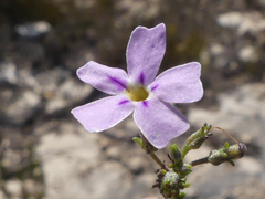 Jamesbrittenia calciphila