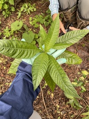 Psychotria tenuifolia