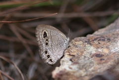 Ypthima lisandra