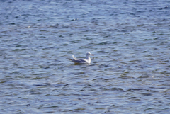 Chroicocephalus genei