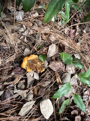 Phaeolus schweinitzii