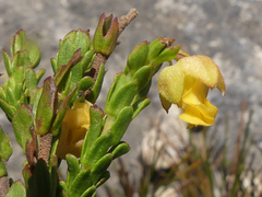 Hermannia concinnifolia