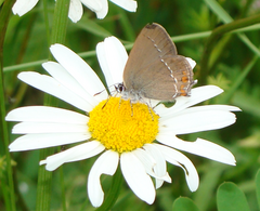 Satyrium acaciae