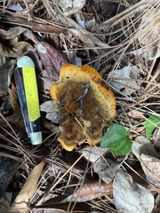 Phaeolus schweinitzii