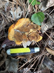 Phaeolus schweinitzii