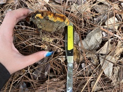 Phaeolus schweinitzii