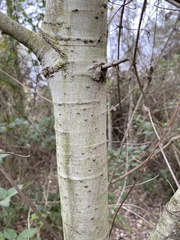 Populus × canescens