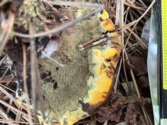 Phaeolus schweinitzii