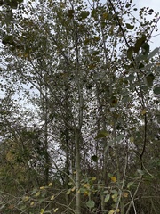 Populus × canescens