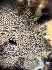 Phaeolus schweinitzii