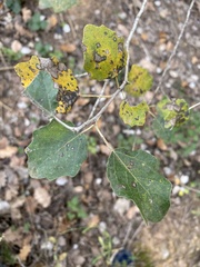 Populus × canescens