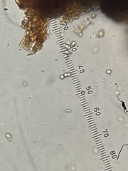 Phaeolus schweinitzii