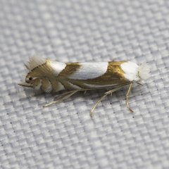 Phyllonorycter fitchella