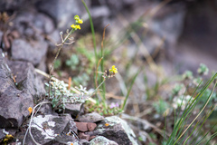 Odontarrhena obovata