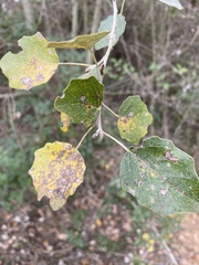 Populus × canescens