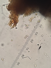 Phaeolus schweinitzii