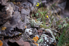 Odontarrhena obovata