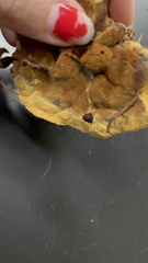 Phaeolus schweinitzii