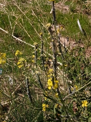 Brevicoryne brassicae