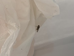 Drosophilidae