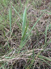 Panicum repens