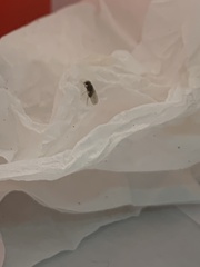 Drosophilidae