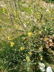 Brevicoryne brassicae