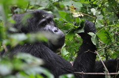 Gorilla beringei beringei