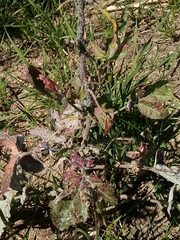 Brevicoryne brassicae