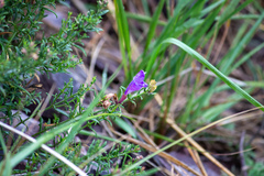 Dracocephalum peregrinum