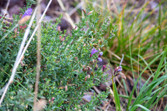 Dracocephalum peregrinum