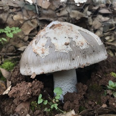 Amanita mairei