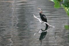 Anhinga melanogaster