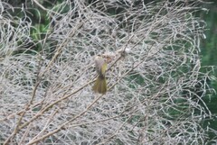 Pycnonotus zeylanicus