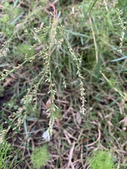 Eupatorium leptophyllum