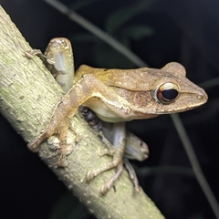 Polypedates occidentalis