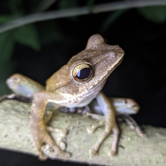 Polypedates occidentalis