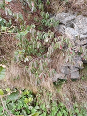 Rhododendron groenlandicum