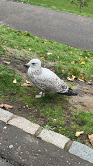 Larus