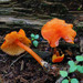 Hygrocybe squamulosa - Photo (c) tombigelow, some rights reserved (CC BY-NC), uploaded by tombigelow