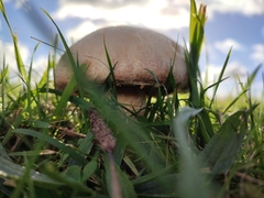 Agaricus arvensis
