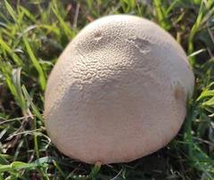Agaricus arvensis