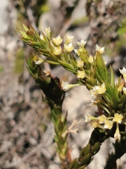 Struthiola