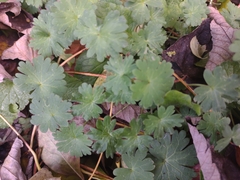 Geranium molle