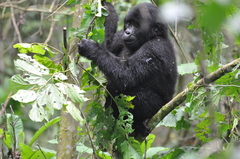 Gorilla beringei beringei