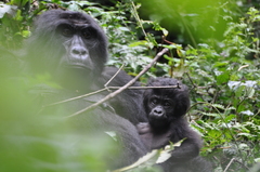 Gorilla beringei beringei