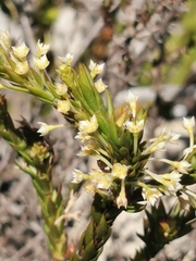 Struthiola