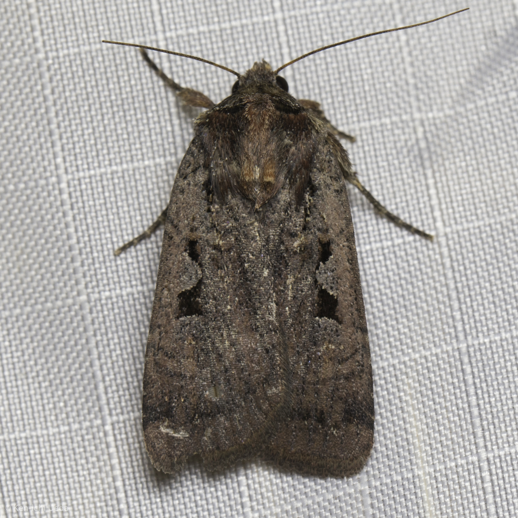 Parabagrotis insularis