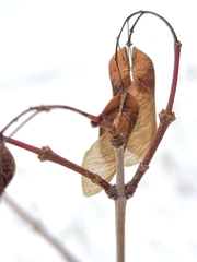 Acer ginnala